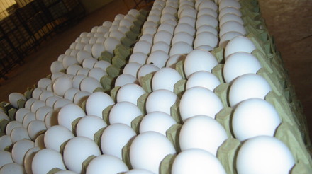 Mercado de ovos tem preços estabilizados