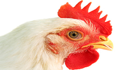 Exportações de frango em Passos, MG, passam de US$ 30 milhões