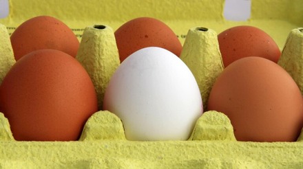 Mercado de ovos tem cotações estabilizadas