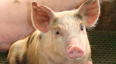 Especialistas garantem: manejo sanitário adequado contra a circovirose suína traz ganhos produtivos e econômicos à granja