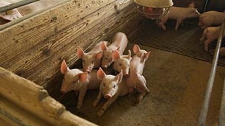 Do "porco banha" a quarto maior produtor e exportador de carne suína - por Valdecir Folador
