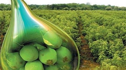 Bioenergia: pinhão-manso como solução