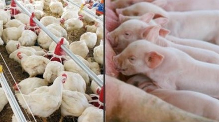 Abate de frangos e suínos registram alta no Brasil, diz IBGE
