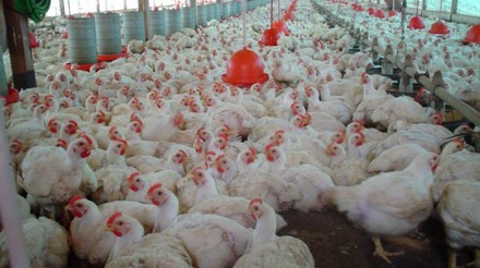 Compartimentação é conquista histórica para a avicultura