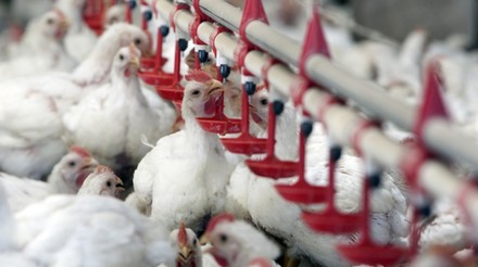 Receita das exportações da avicultura cresce 2,3% em 2013
