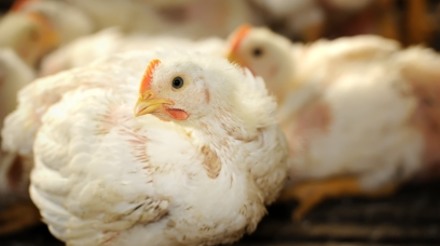 Relatório pede mudanças em legislação sanitária no setor avícola gaúcho