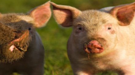 Rússia lidera as importações de carne suína em maio e confirma status do Brasil como provedor especial
