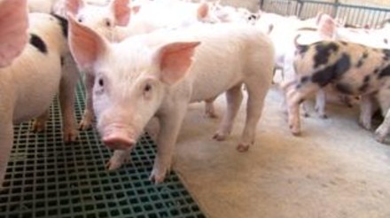 Protocolo integrado de vacinação em porcas, leitões e marrãs garante o sucesso do combate à circovirose suína no interior de MG