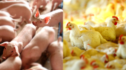 Custos de produção de suínos e frangos sobem em março, influenciados por gastos com nutrição