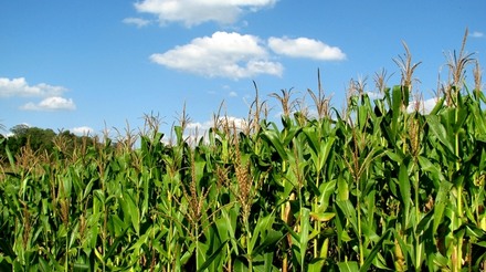 Produtores gaúchos iniciam compra de sementes de milho