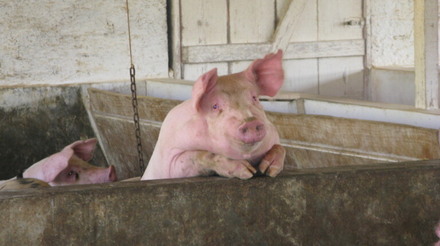 Criadores de suínos deverão lucrar no ano, mas margens não devem superar as de 2014, diz ABCS