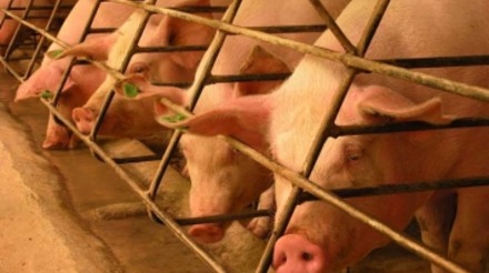 Oferta internacional influencia receita de exportações de suínos em maio