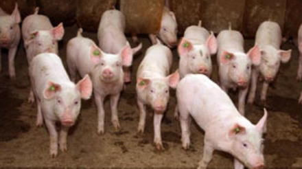 Exportações de carne suína acumulam aumento em receita de 10,82% no ano