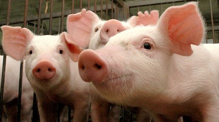 Cadeia de produção de suínos é tema do 41º Dia Estadual do Porco