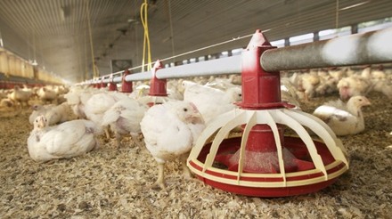 Uso de cama de frango para produção de energia é aprovado na UE