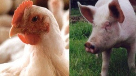 Abate de suínos e de frangos bate recorde, segundo IBGE