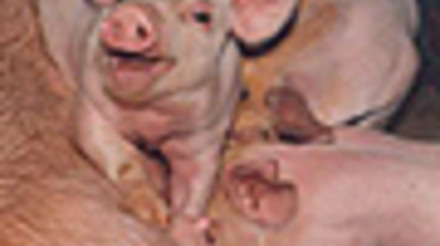 Suinocultores de todo o Estado prestigiam 41º Dia Estadual do Porco