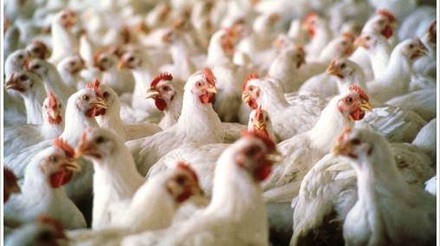 Receita das exportações de carne de frango mantém alta em agosto