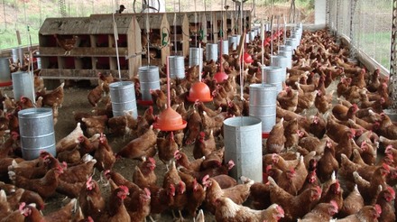 Dados do IBGE apontam que plantel de galinhas poedeiras aumenta 17%