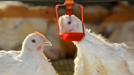 Abate de frangos cresceu 3,3% em 2020