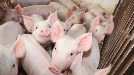 Embrapa divulga resultados de custos mundiais de produção de suínos referentes a 2021