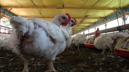 Produtores rurais estariam utilizando cama de frango como ração para o gado
