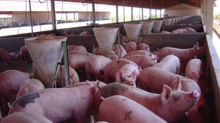 Preços do suíno vivo sobem; em MG, chega a R$ 5