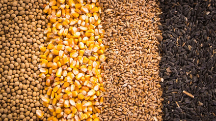 Importação de milho da China cai 38,1% em junho; de soja recua 22,9% e de trigo cede 31,3%