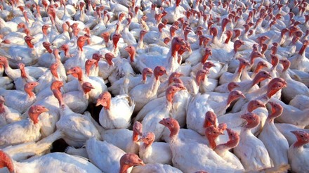 EUA confirmam caso de gripe aviária em granja de perus em Indiana
