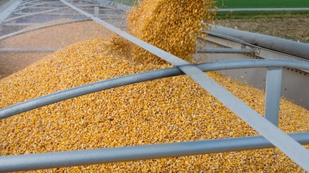 Criadores reclamam da irregularidade no fornecimento de milho pela Conab