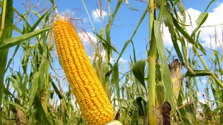 Demanda por milho para produção de etanol deve crescer 70% em Mato Grosso