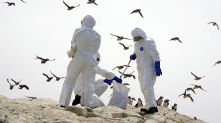 Atualizações oficiais sobre a gripe aviária no Estado de São Paulo