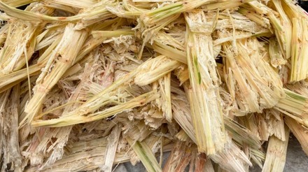 Biomassa de cana-de-açúcar pode ser peça-chave na expansão de energias renováveis no Brasil