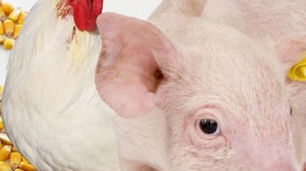 Abuso de antibióticos em animais ameaça milhões de pessoas