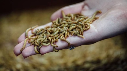 União Europeia quer proteína de insetos em comida de aves e suínos