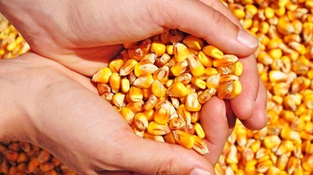 Produtores do Paraná armazenam milho à espera de preços altos