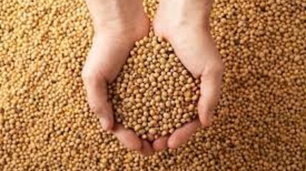 Exportações de soja dos EUA atingem 478,4 mil toneladas da safra 2022/23