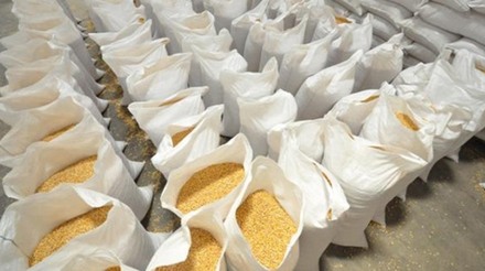 Conab vai leiloar mais 50 mil toneladas de milho para "testar" mercado