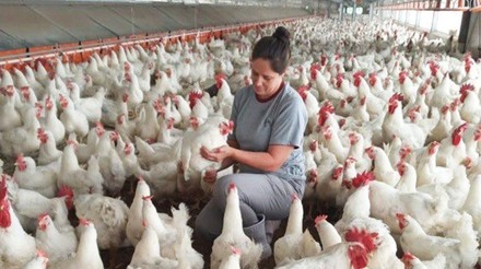 Avicultores de Bolivia piden al Gobierno que importe maíz para garantizar el abastecimiento de carne de pollo