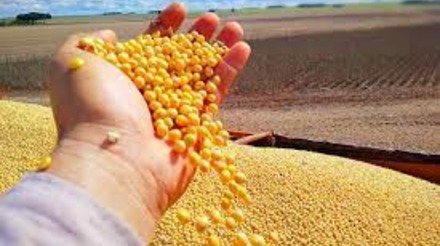 Condição das safras de milho e soja nos EUA piora, segundo o USDA