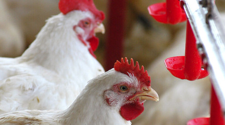 Governo russo elabora proibição de exportação de aves e ovos