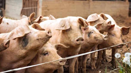 Medidas para conter peste suína na China devem remodelar mercado do país