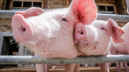 A liquidação de porcas na América do Norte será monumental