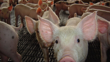 Empresa mexicana inicia exportação de carne suína para a Coreia do Sul