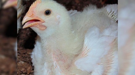 México diz que restringirá produtos avícolas de Indiana, nos EUA, após surto de gripe aviária