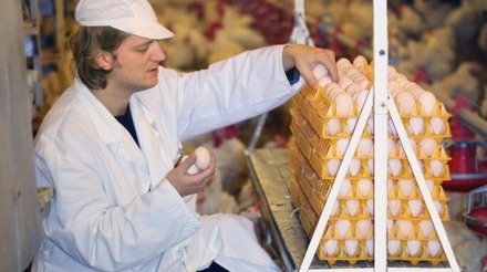 Produção de ovos de galinha é a maior desde 1987