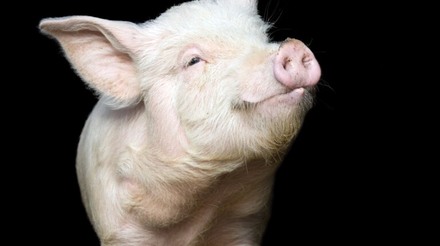 El almacenamiento en frío de carne de cerdo de EE. UU. va en gran declive