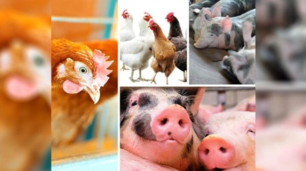 Custos de produção do frango caem e do suíno sobem em novembro