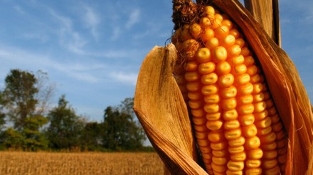 Entenda por que o governo estuda reduzir impostos do milho