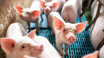 Preços da carne suína se mantêm em alta no mercado interno